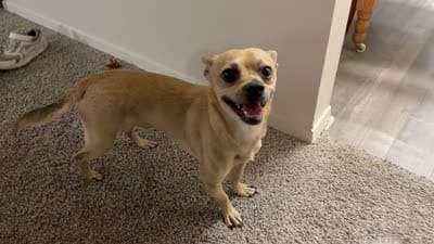 Lucky, a male Chihuahua for sale in Dallas, TX – 1 of 1