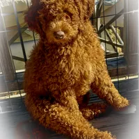 Sammy, a male Miniature Goldendoodle for sale in Madill, OK – Photo 1 of 3