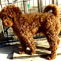 Sammy, a male Miniature Goldendoodle for sale in Madill, OK – Photo 2 of 3