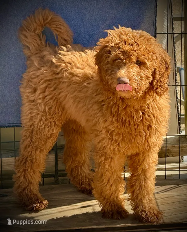 Daisy – Poodle - Miniature , Miniature Goldendoodle puppy for sale in Madill, OK