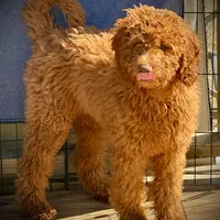 Daisy, a female Miniature Goldendoodle for sale in Madill, OK – Photo 1 of 2