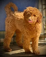 Daisy, a female Poodle - Miniature  and Miniature Goldendoodle for sale in Madill, OK – Photo 2 of 3