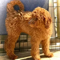 Daisy, a female Miniature Goldendoodle for sale in Madill, OK – Photo 2 of 2