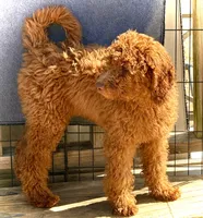 Daisy, a female Poodle - Miniature  and Miniature Goldendoodle for sale in Madill, OK – Photo 3 of 3