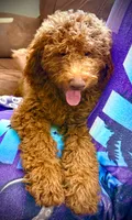 Daisy, a female Poodle - Miniature  and Miniature Goldendoodle for sale in Madill, OK – Photo 1 of 3