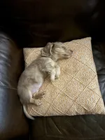 Meyles , a female Miniature Dachshund for sale in Louisville, KY – Photo 7 of 7