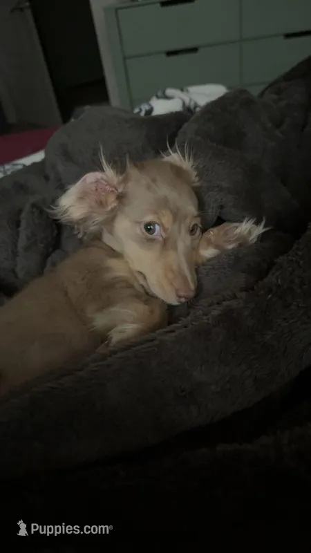 Meyles  – Miniature Dachshund puppy for sale in Louisville, KY