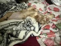 Meyles , a female Miniature Dachshund for sale in Louisville, KY – Photo 5 of 7