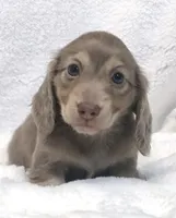 Meyles , a female Miniature Dachshund for sale in Louisville, KY – Photo 4 of 7