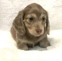 Meyles , a female Miniature Dachshund for sale in Louisville, KY – Photo 3 of 7