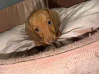 Ellie , a female Miniature Dachshund for sale in Beverly Hills, FL – 3 of 4