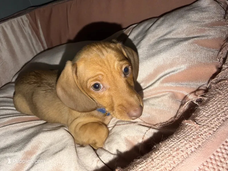 Ellie  – Miniature Dachshund puppy for sale in Beverly Hills, FL