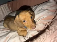 Ellie , a female Miniature Dachshund for sale in Beverly Hills, FL – 1 of 4