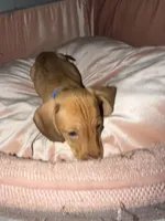 Ellie , a female Miniature Dachshund for sale in Beverly Hills, FL – 2 of 4