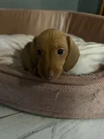 Ellie , a female Miniature Dachshund for sale in Beverly Hills, FL – 4 of 4