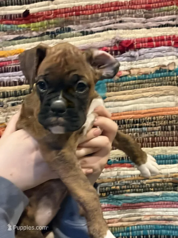 Rosey – Boxer puppy for sale in Hubbardston, MA