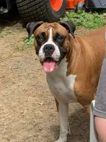 AKC Female Brindle - Rosey , a female Boxer for sale in Hubbardston, MA – 10 of 10