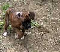AKC Female Brindle - Rosey , a female Boxer for sale in Hubbardston, MA – 3 of 7