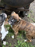 AKC Female Brindle - Rosey , a female Boxer for sale in Hubbardston, MA – 2 of 7