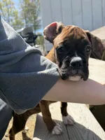 AKC Female Brindle - Rosey , a female Boxer for sale in Hubbardston, MA – 5 of 7