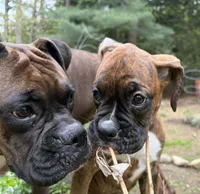 AKC Female Brindle - Rosey , a female Boxer for sale in Hubbardston, MA – 4 of 7