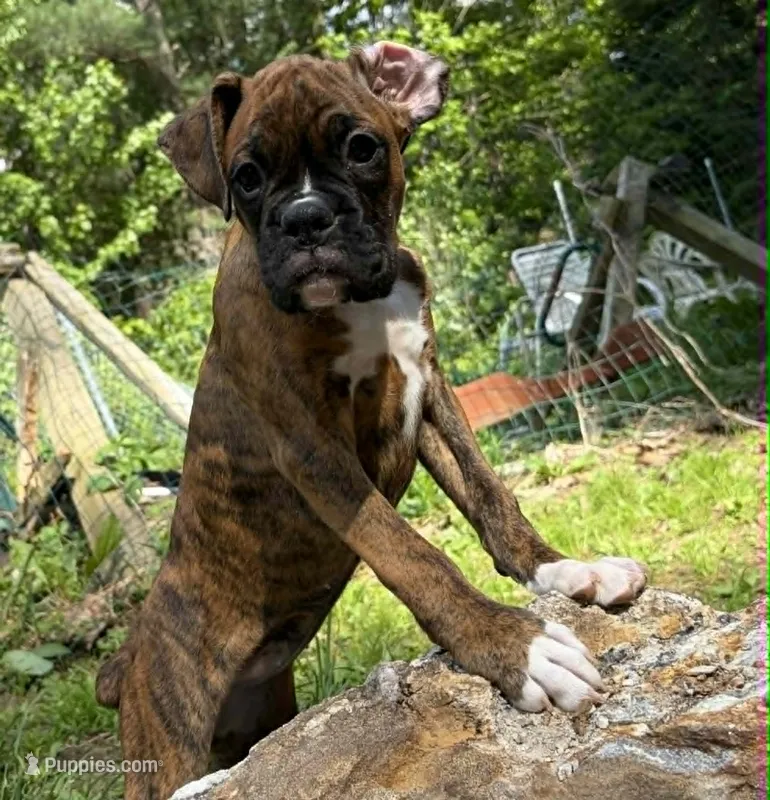 AKC Female Brindle - Rosey  – Boxer puppy for sale in Hubbardston, MA