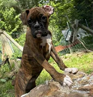 AKC Female Brindle - Rosey , a female Boxer for sale in Hubbardston, MA – 1 of 10