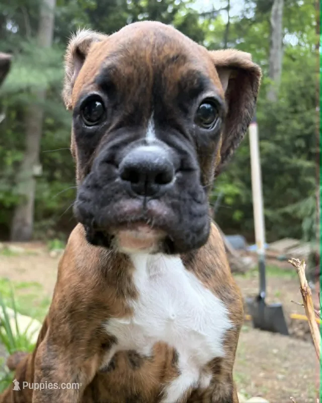 AKC Female Brindle - Rosey  – Boxer puppy for sale in Hubbardston, MA