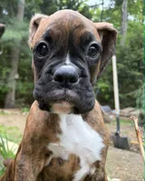 AKC Female Brindle - Rosey , a female Boxer for sale in Hubbardston, MA – 1 of 7