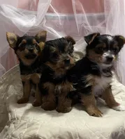 MasterYork2, a male Yorkshire Terrier for sale in Miami, FL – 5 of 10