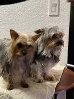 LadyYork, a female Yorkshire Terrier for sale in Miami, FL – 9 of 10
