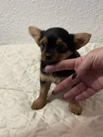 LadyYork, a female Yorkshire Terrier for sale in Miami, FL – 5 of 10