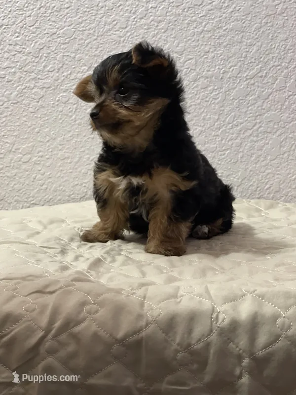 MasterYork1 – Yorkshire Terrier puppy for sale in Miami, FL