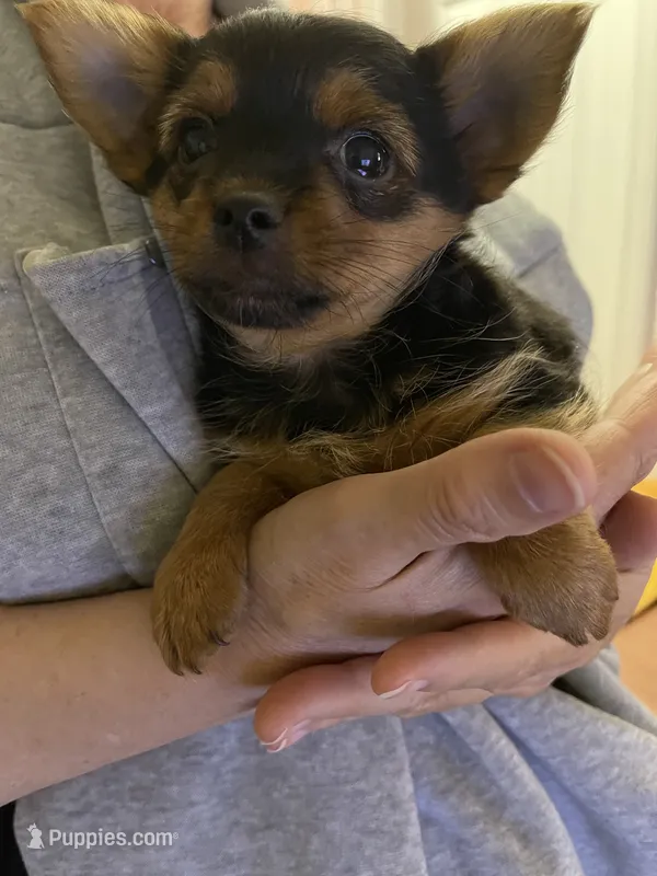 LadyYork – Yorkshire Terrier puppy for sale in Miami, FL