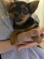 LadyYork, a female Yorkshire Terrier for sale in Miami, FL – 1 of 10