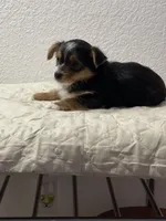 MasterYork2, a male Yorkshire Terrier for sale in Miami, FL – 6 of 10