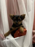 LadyYork, a female Yorkshire Terrier for sale in Miami, FL – 6 of 10