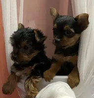 MasterYork1, a male Yorkshire Terrier for sale in Miami, FL – 3 of 10