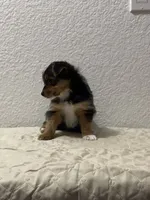MasterYork1, a male Yorkshire Terrier for sale in Miami, FL – 9 of 10
