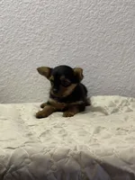 LadyYork, a female Yorkshire Terrier for sale in Miami, FL – 10 of 10