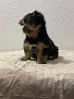 MasterYork1, a male Yorkshire Terrier for sale in Miami, FL – 7 of 10
