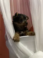 MasterYork1, a male Yorkshire Terrier for sale in Miami, FL – 5 of 10