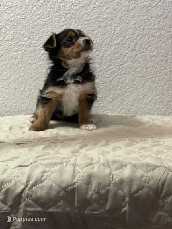 MasterYork2 – Yorkshire Terrier puppy for sale in Miami, FL