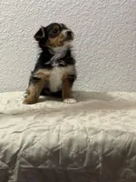 MasterYork2, a male Yorkshire Terrier for sale in Miami, FL – 1 of 10