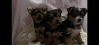 MasterYork1, a male Yorkshire Terrier for sale in Miami, FL – 10 of 10