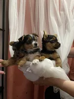 MasterYork2, a male Yorkshire Terrier for sale in Miami, FL – 7 of 10