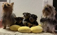 MasterYork2, a male Yorkshire Terrier for sale in Miami, FL – 9 of 10