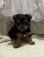 MasterYork1, a male Yorkshire Terrier for sale in Miami, FL – 2 of 10