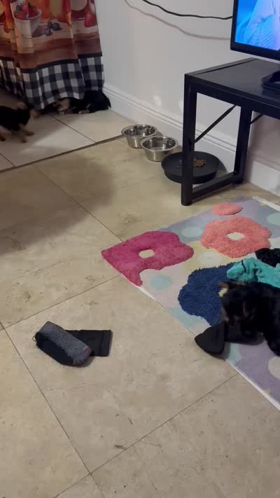 MasterYork1, a male Yorkshire Terrier for sale in Miami, FL – 4 of 10