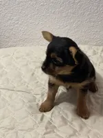 LadyYork, a female Yorkshire Terrier for sale in Miami, FL – 8 of 10